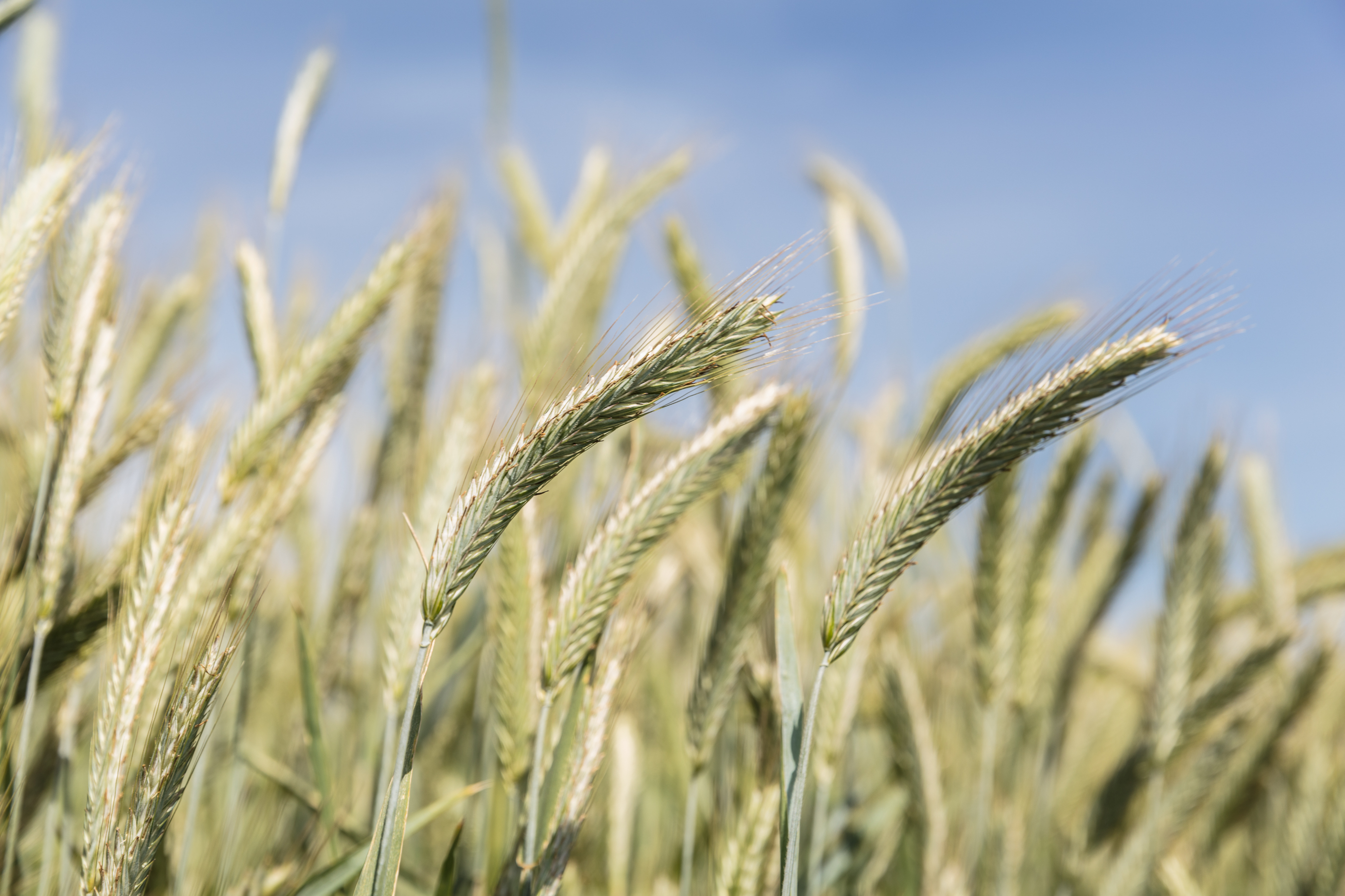 Hybrid Rye varieties. Rye UK, rye cereal.