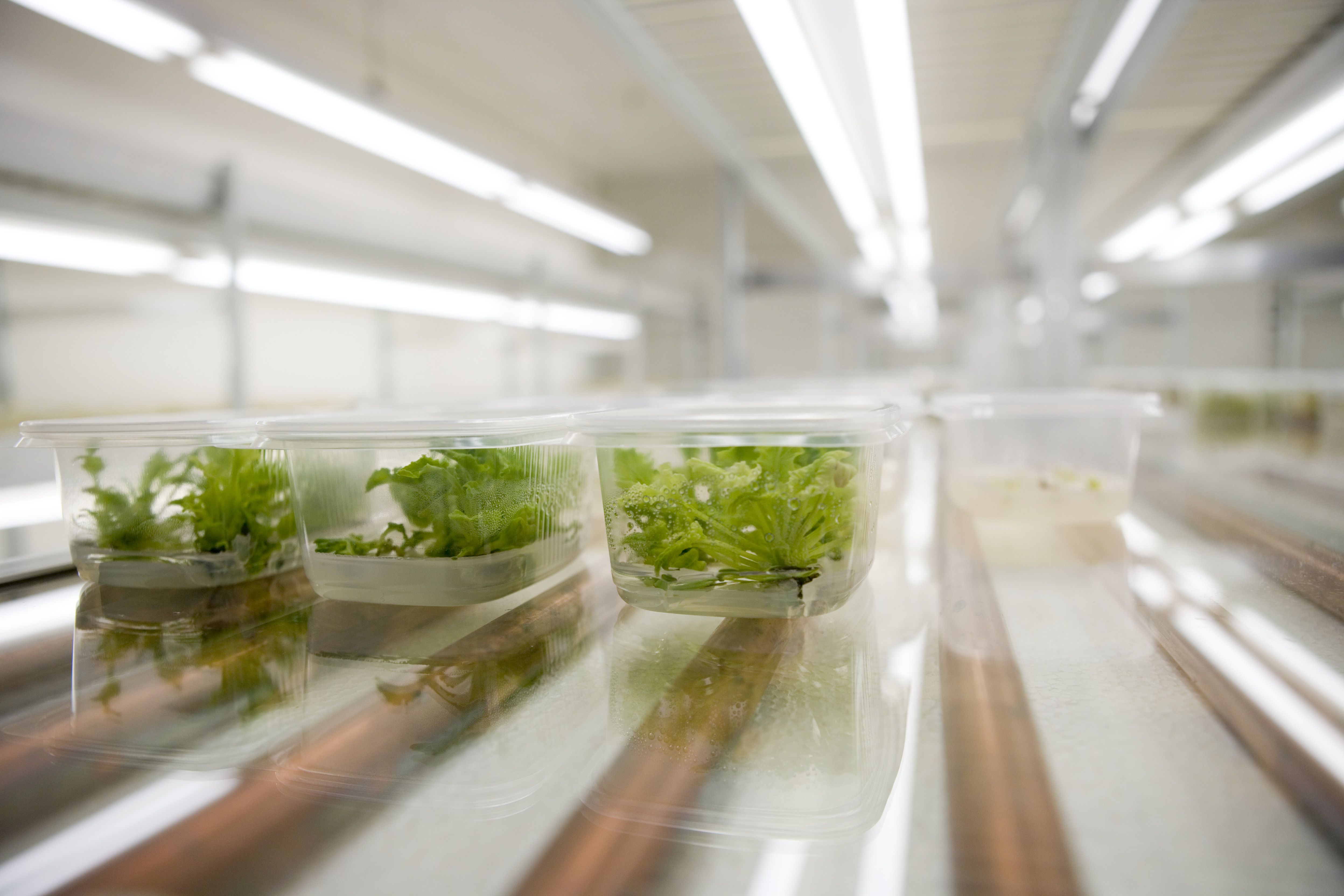 kws_container_mit_in_vitro_zr_kulturraum_0706_kws_2925_r.jpg