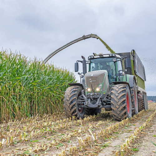 Papageno_Maize.jpg
