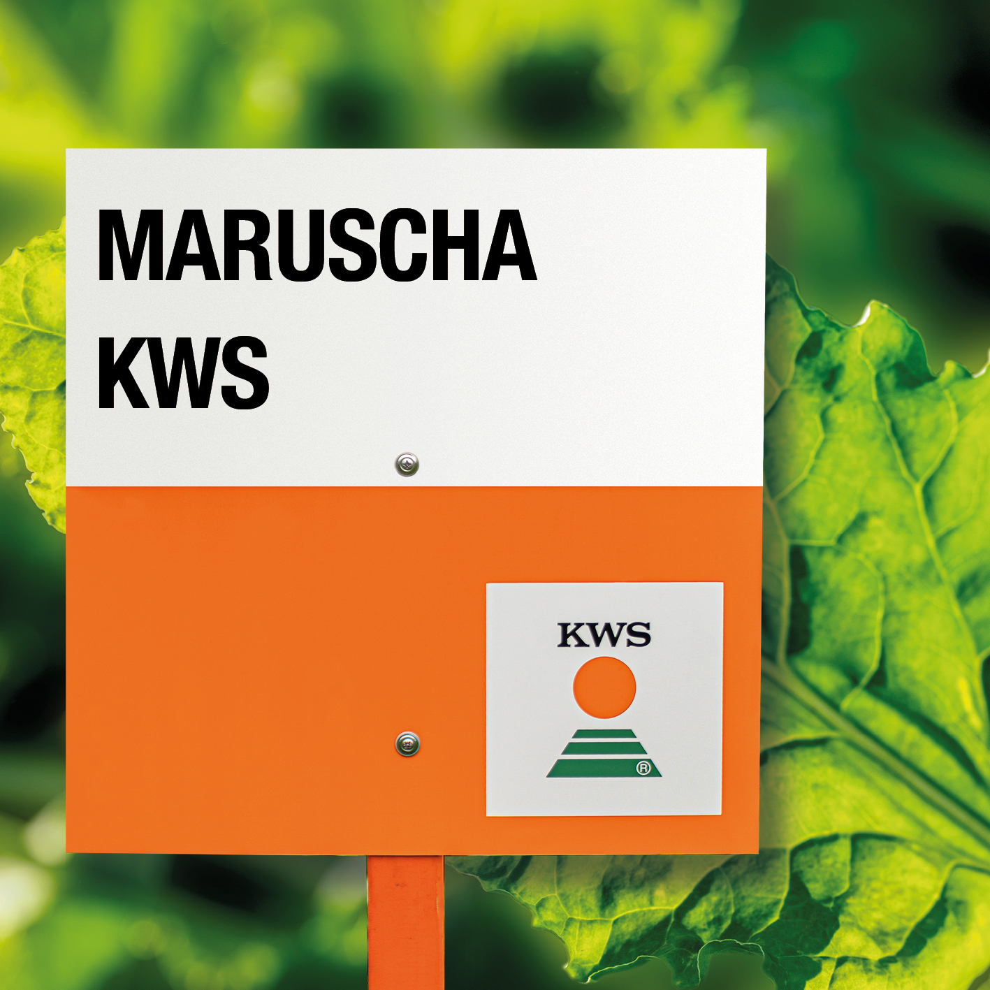 MARUSCHA_KWS.jpg