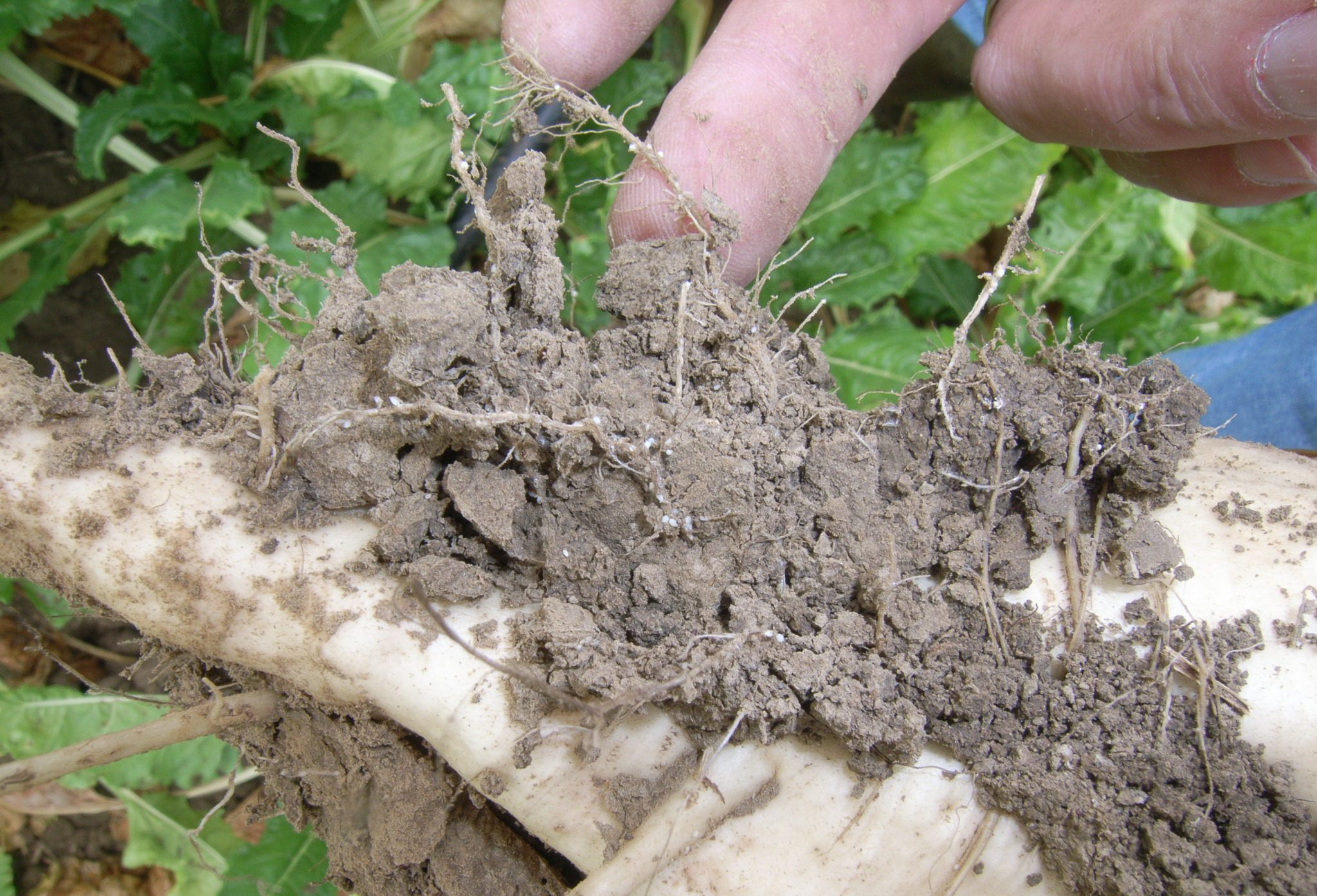 Kystes de nématode en utilisant la betterave à sucre comme exemple
