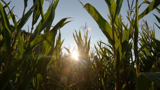 kws-maisfeld-sonne-teaserbild.jpg