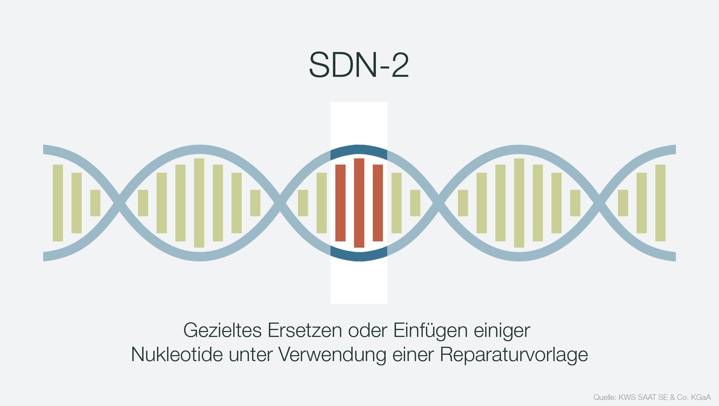 Infografik zur DNA-Manipulation SDN-2