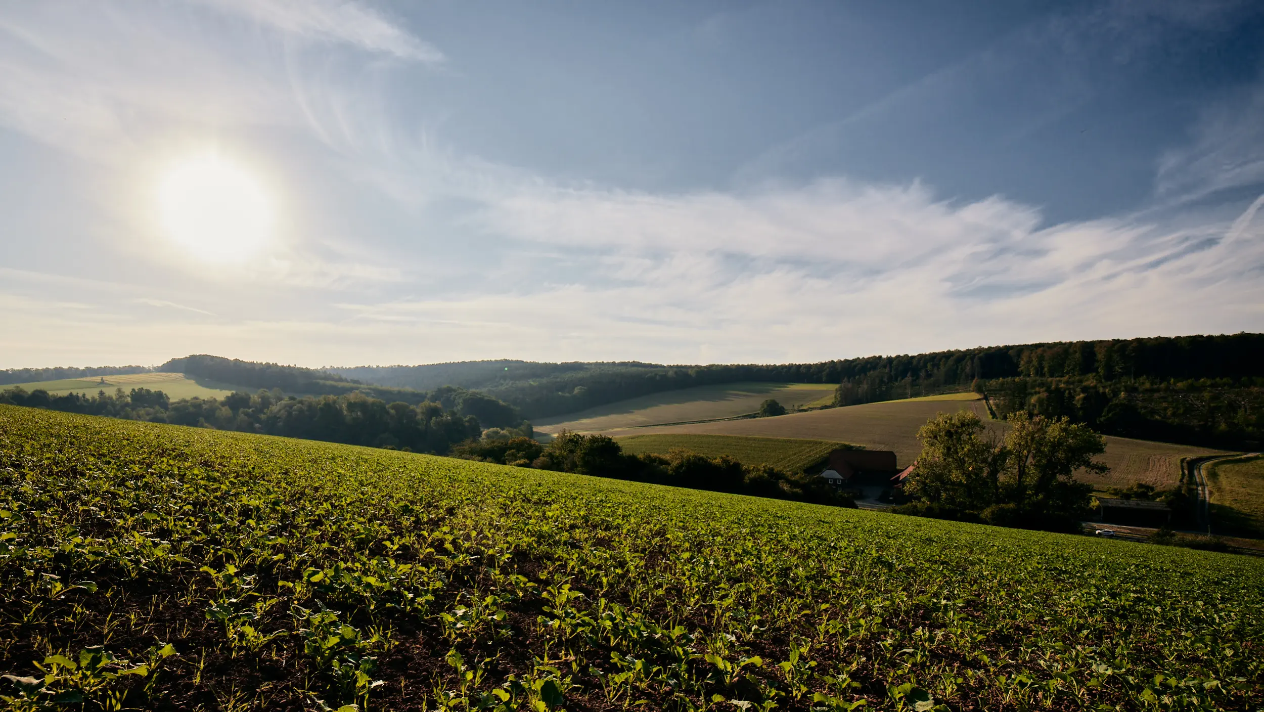 Landscape with fields and various fruits