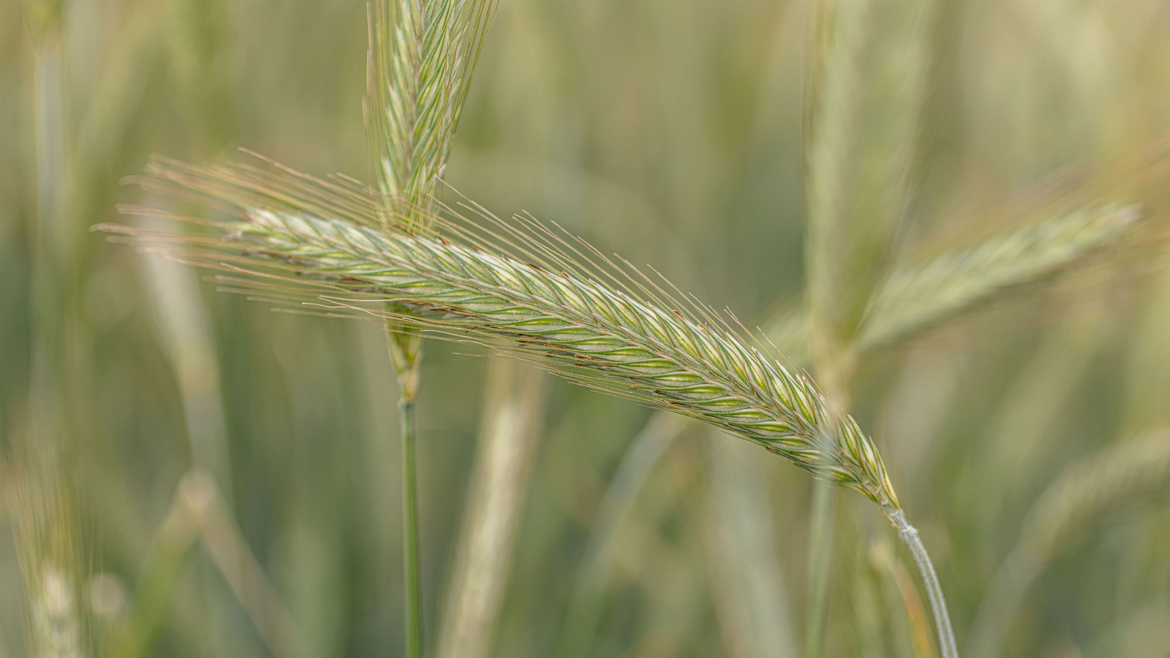 KWS-PM-2023-05-10-KWS-hybrid-rye.jpg
