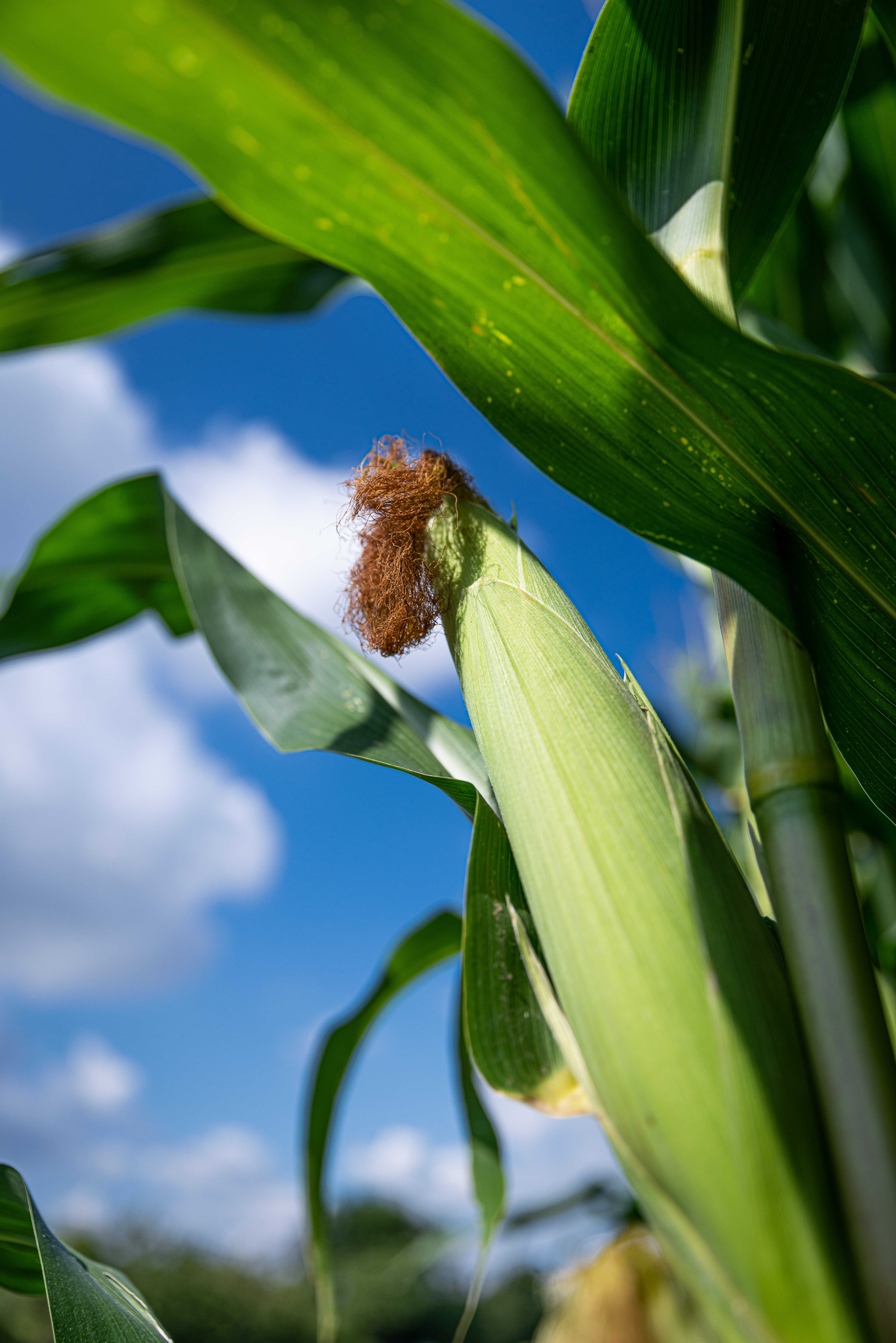 KWS0819_detail_picture_corn_A7302354.jpg