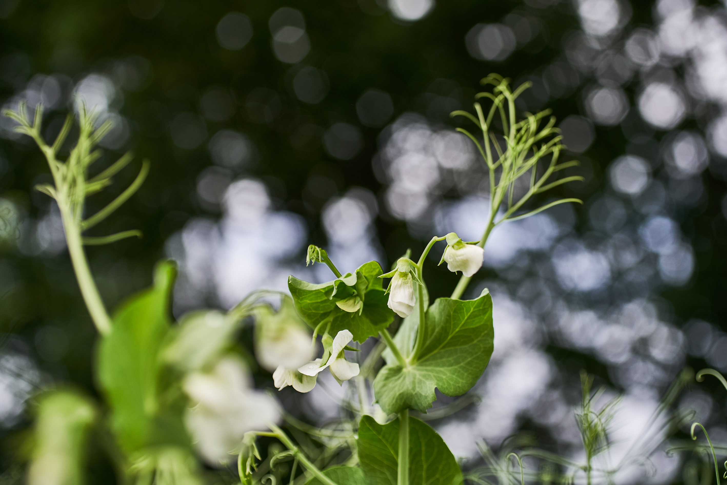 KWS_Erbse_Blüte.jpg