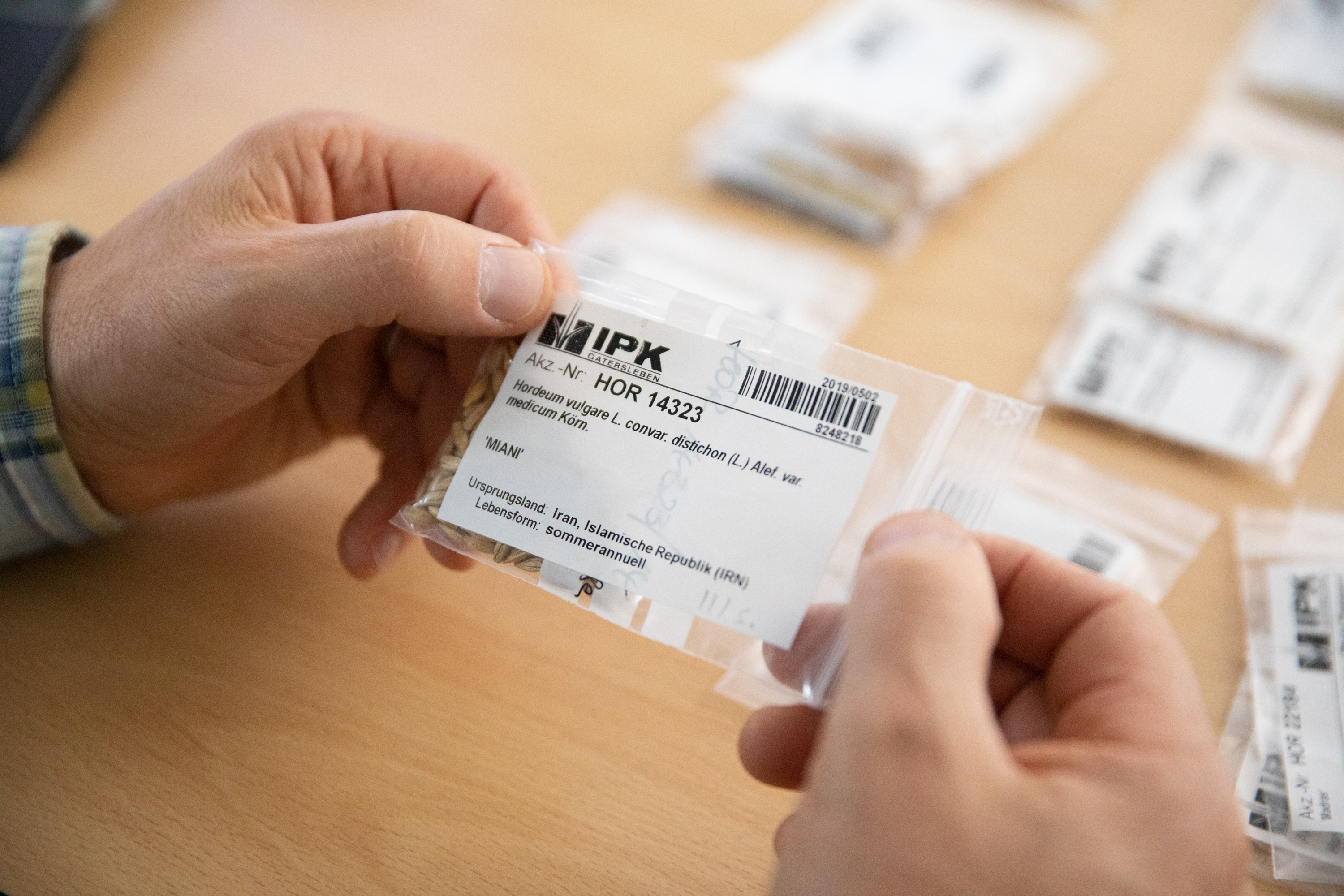 Die Landrassen und Wildformen aus der IPK-Genbank kommen aus der ganzen Welt.