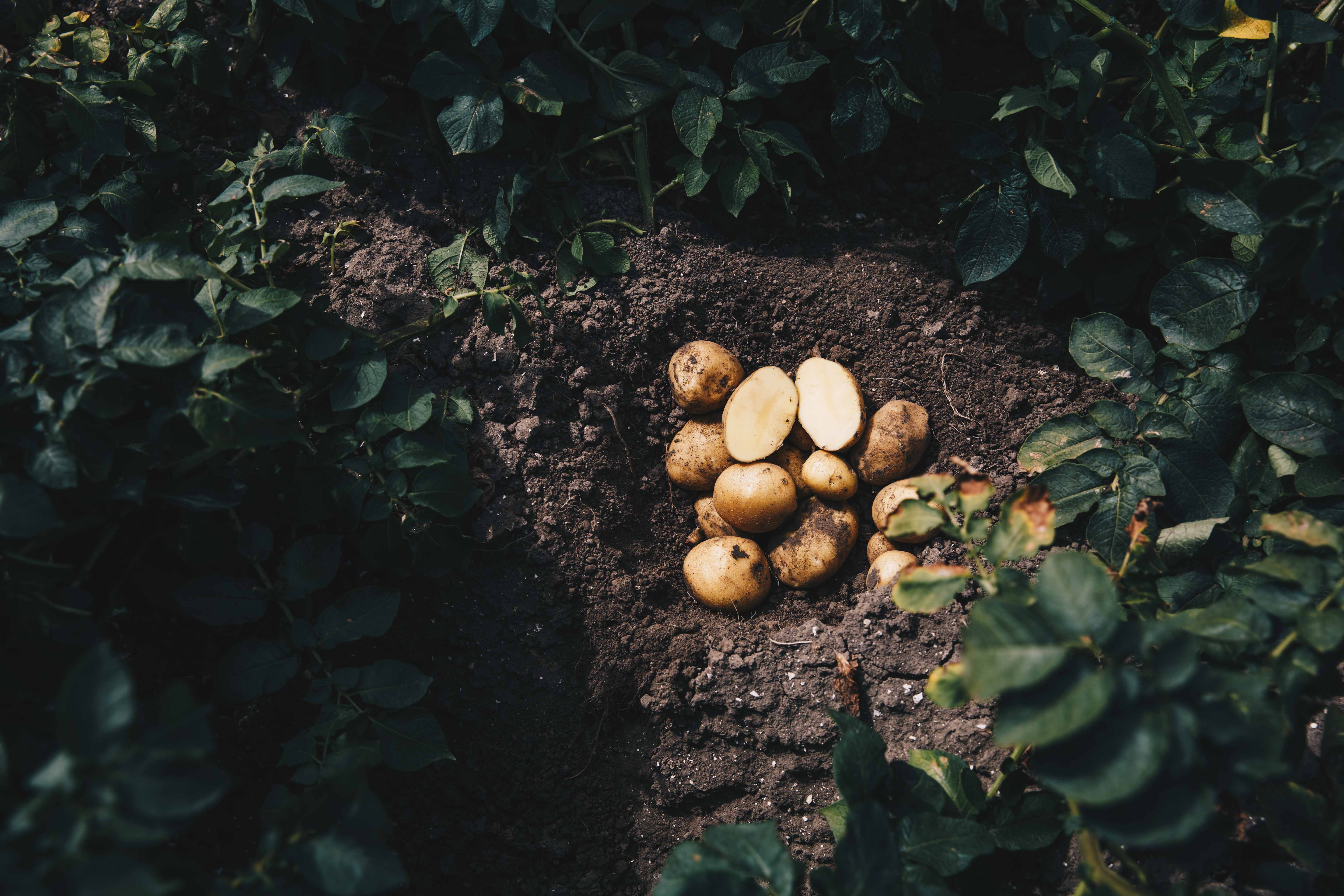 kws_potatos.jpg